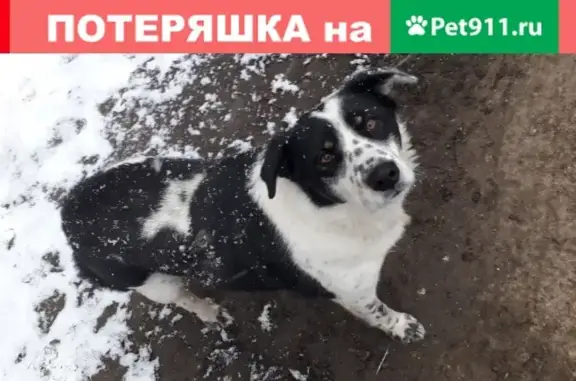 Пропала собака Гарик в Вологде, нужна помощь!