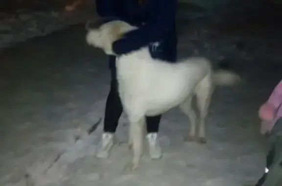 Срочно найдена собака во Владимире