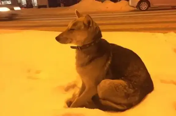 Найдена собака на Пионерском бульваре, ищем хозяев