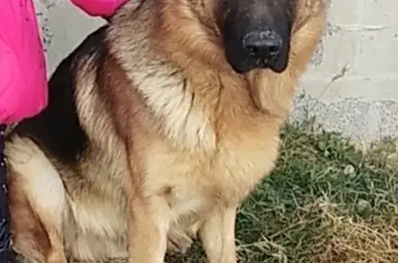 Пропала собака в Борисовке, Краснодарский край