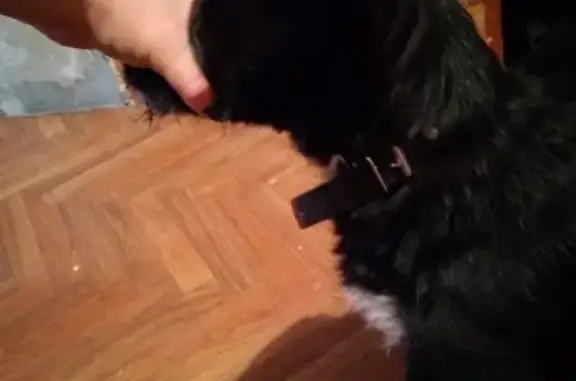 Найдена терьеристая черная собака (Химмаш, Екатеринбург)