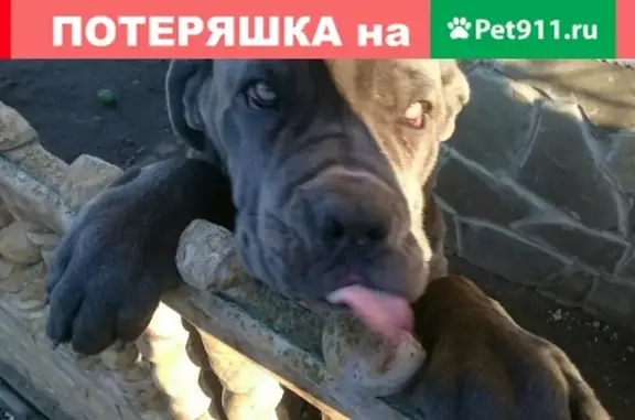 Пропали 2 собаки в Майском, Кабардино-Балкарская Республика