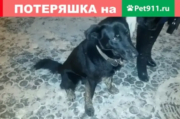 Найдена собака в Екатеринбурге до 20.00