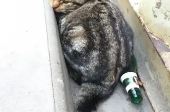 Найдены 2 котёнка, метро Новочеркасская, СПб