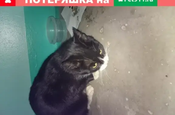 Найдена кошка в Архангельске, ул. Прокопия Галушина, 23к1