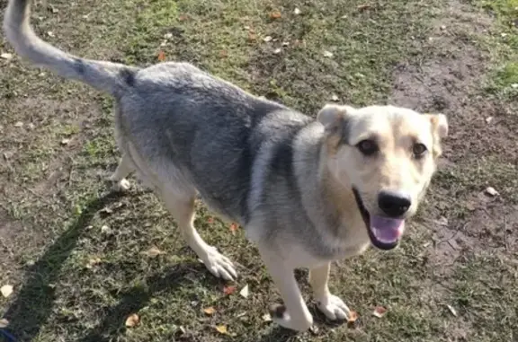 Пропала собака Дина в посёлке Солонцы, Красноярский край.