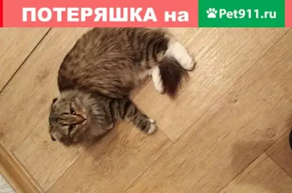 Кошка найдена около ТЦ Суворовский в Пензе
