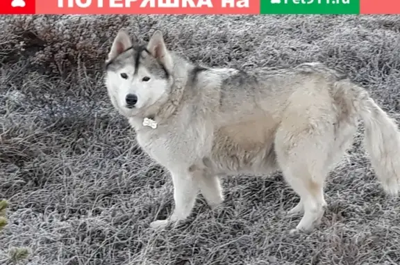 Пропала собака хаски в Мончегорске