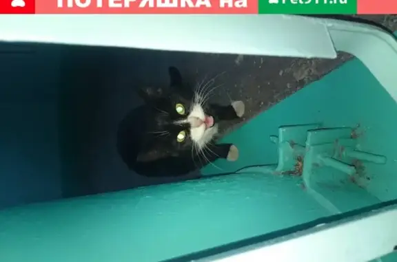Чёрно-белая кошка найдена в Архангельске, Галушина 23-1