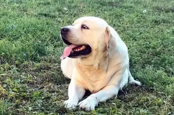 Пропала собака Хатико на улице Ефремова, вознаграждение гарантировано.