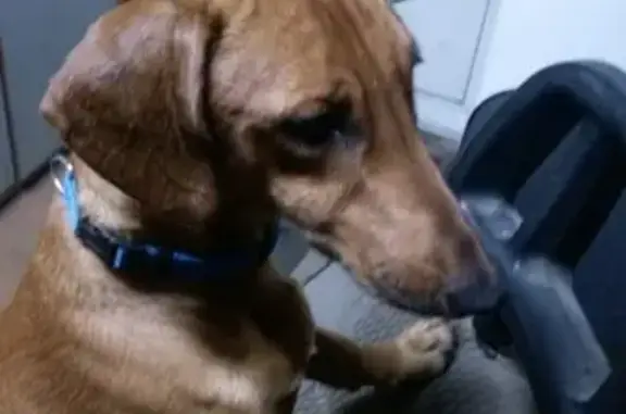 Найдена собака на Р. Штаба в Иркутске