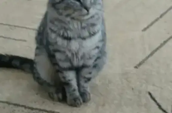 Найдена кошка в РБ Архангельском районе
