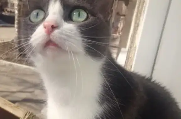 Кошки потеряшки, Новосибирск, фото: Потеряшка кошка в Октябрьском районе, СНТ «Ветеран-7»