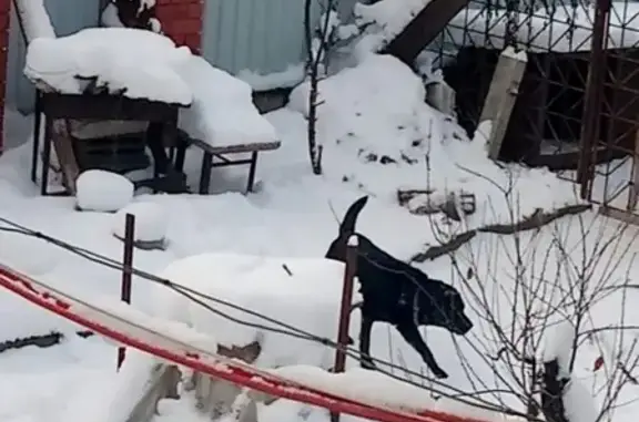 Найдена собака на Стахановском мосту в Перми