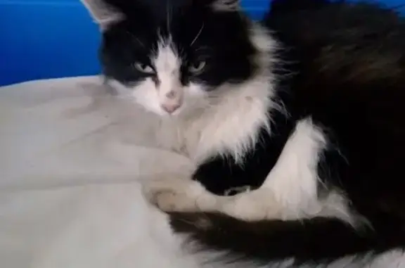 Найдена кошка с ошейником за 25 домом в Юрюзани