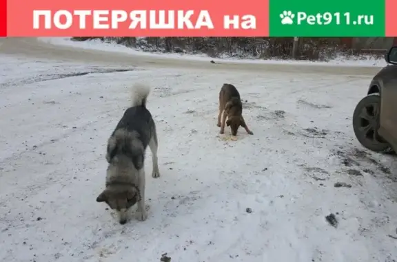 Найдена собака в Ленинском районе, ищем хозяина!
