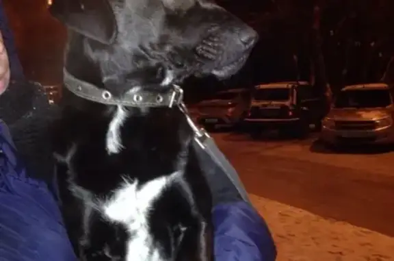 Собака найдена на ул. Дружбы, 130 в Тюмени