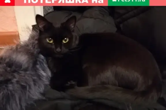 Пропала кошка в Белоярском, 4мкр дом1, вознаграждение