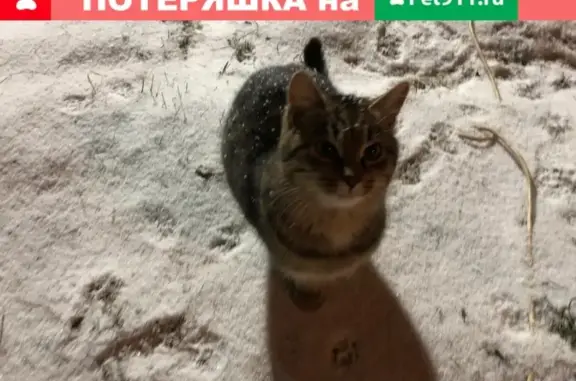 Найдены 3 кошки на даче в Лемболово