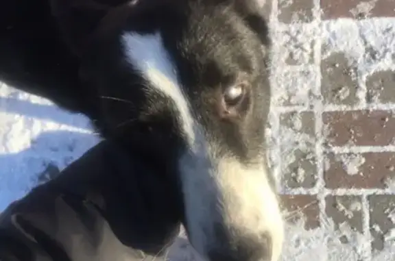 Найдена собака в Серпухове, ищем хозяев!