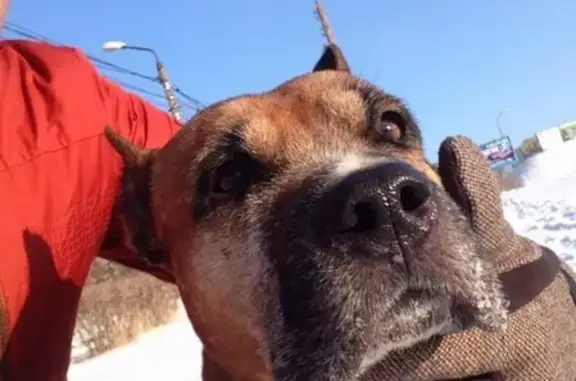 Найдена собака в Солнечном, звоните!