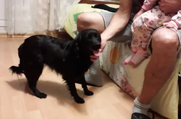 Найдена собака в Дмитрове, ищем хозяев