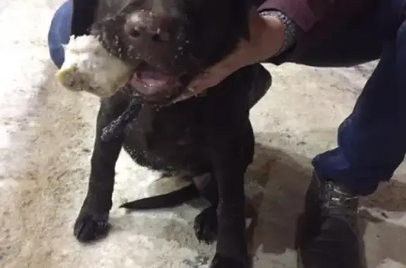 Найден щенок в Дзержинске с ошейником