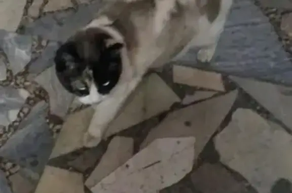 Новосибирская кошка ищет дом в Бердске