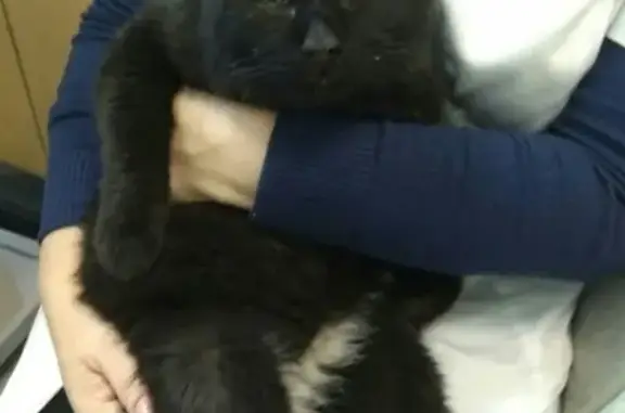 Найден кот в Ново-Ленино, Иркутск