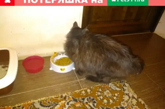 Пропал кот Боря на улице Володи Головатого, Краснодар