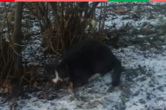 Найдена кошка на Новоколомяжском проспекте 11
