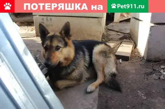 Пропала собака Граф: Долгопрудный, водники, Дмитровское шоссе 17