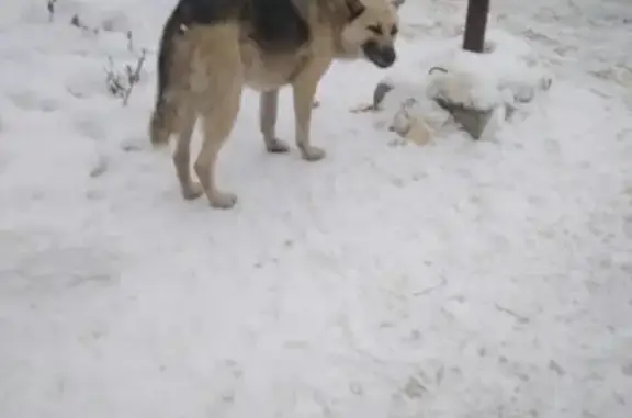 Найдена собака в Новокузнецке: ищем хозяина!