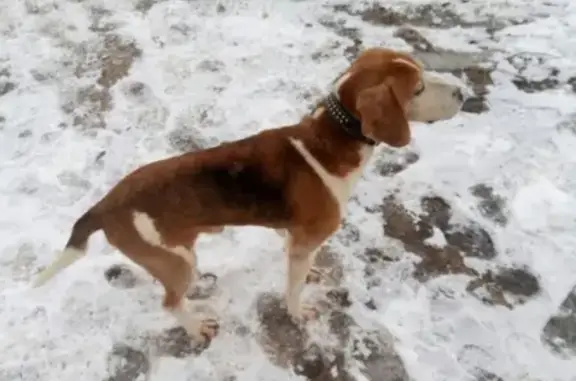 Собаки потеряшки, Гуреево, фото: Потеряшка охотничья собака в д. Гуреево, Вологодский район