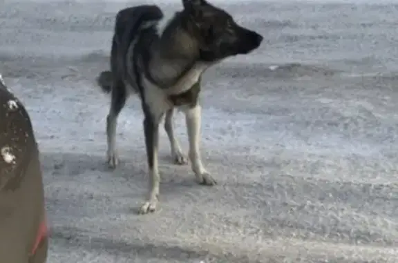 Пропала собака на Пролетарском проспекте, кличка Ума