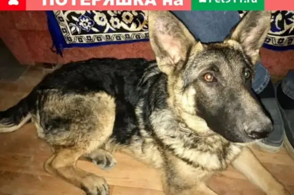 Пропала собака в Ухте на Бельгопе 18.11.2018 - помогите!