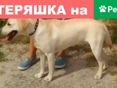 Пропала собака Лабрадор на ул. Гагарина, Владимирская область