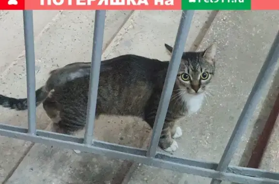 Найдена кошка на Ленинградском проспекте