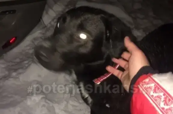 Найдена собака на улице Тополёвая