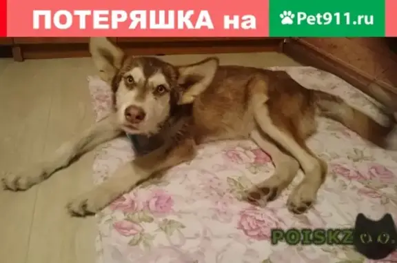 Пропала собака Хаски-помесь в Ангарске