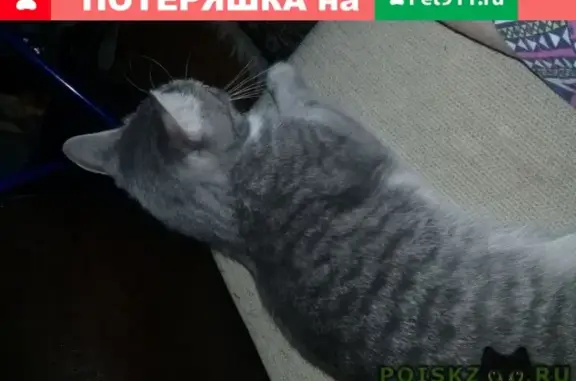 Пропала кошка Ада на ул. Воронова, Кижеватово