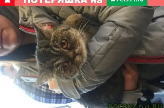 Найдена кошка в Москве на улице Воронцовские Пруды