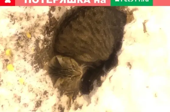 Кошка на Академической в Москве.