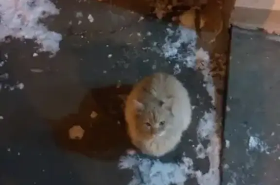 Найдена кошка в Горках Ленинских