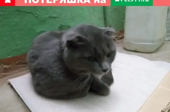 Потерянная серая кошка на ул. С. Лазо, 6