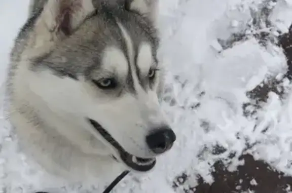 Пропала собака Кая в Московской области