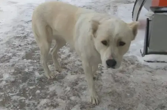 Собака найдена в Рязани, Белая гладкошерстная девочка
