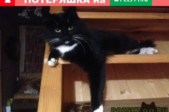 Пропала кошка на ул. Советская в Истре