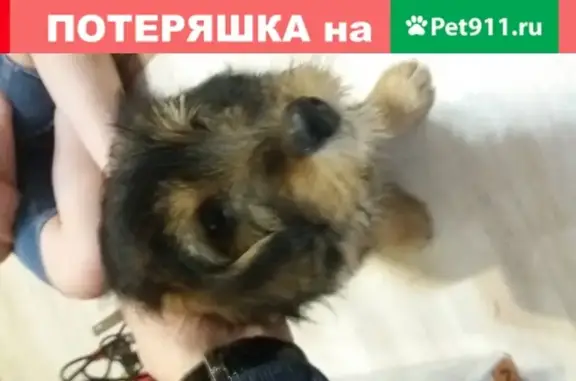Найдена собака на ул. Хохрякова, Тюмень