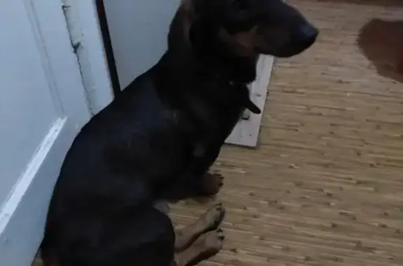 Собака такса найдена на ул. Ленина в Костроме